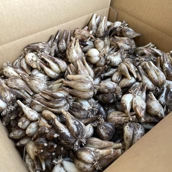 【限定栽培】 農薬不使用の根付き生らっきょう ５ｋｇ 【収穫から最短発送】鳥取県産 根付らっきょう５ｋｇ 野菜/薬味通販