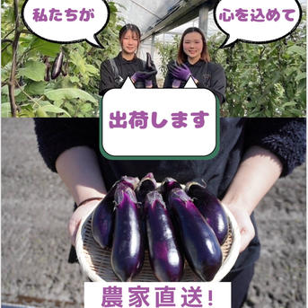 高知県産ナス16Kg約190本 ｜ 野菜/茄子 産直アウル 農家・漁師など生産