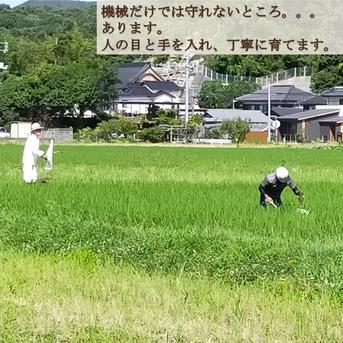 2026年 岡山県産 ニコマル 20kg 精米（精米後、20kg⇒18.0kg程度となり