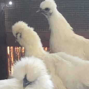 烏骨鶏のたまご　50個 平飼い烏骨鶏の卵50個（割れ保証込み） ｜ 卵/鶏卵 産直アウル 農家