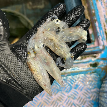 ヒイカ900g前後小〜中、6パック ヒイカ、6パック 魚介類/イカ通販