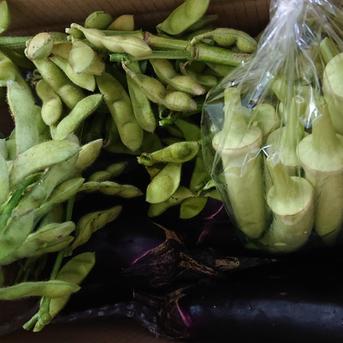  【枝付き茶枝豆､なす､オクラ】 夏野菜詰め合わせ‼️ 約1.7kg 野菜/野菜セット・詰め合わせ通販