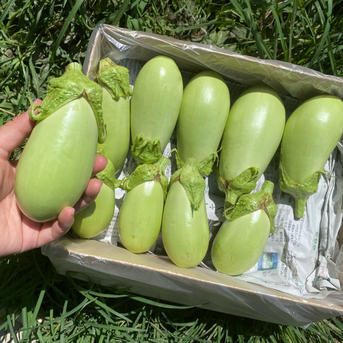 2kg【限定販売】美味しい翡翠茄子！やみつきナス！旨なす！煮ても焼い