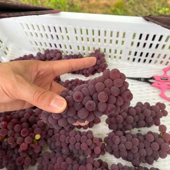 【山形】ジューシー&スイート 王道デラウェア 2kg(12～16房）贈答用 ギフト ご家庭用 お子様にも喜ばれます♪  ◎常温便◎ 約2kg 果物/ぶどう通販