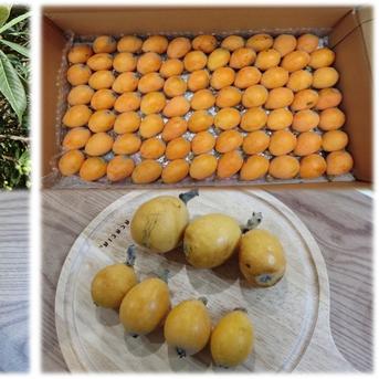 無農薬びわ　茂木びわ １．５キロ自然栽培 茂木びわ１．５キロ 果物/びわ通販