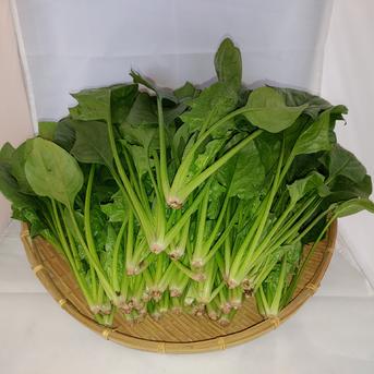 茨城産無農薬ほうれん草2kg 2kg 野菜/ほうれん草通販