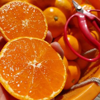 有田みかん【小粒小玉】2kg(箱込） ｜ 果物/温州みかん 産直アウル