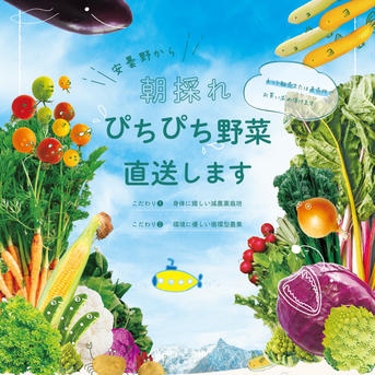 野口様専用ページ☆のぐちファーム安曇野産野菜セット 20キロ 野菜/野菜セット・詰め合わせ通販