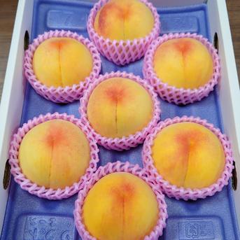 第3回全国桃選手権金賞受賞！中生のゴールデンピーチ【つきあかり】 １箱　約２kg（6~8玉入り） 果物/もも通販