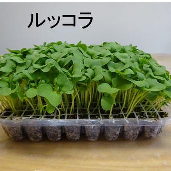 諏訪農林のフレッシュマイクロ野菜４点セット専用箱入り ４点セット専用箱入り 野菜/野菜セット・詰め合わせ通販