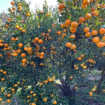 鹿児島県産ぽんかん箱込み5kg | 果物/オレンジ・その他みかん 産直