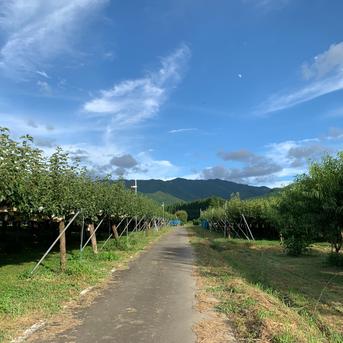 清流球磨梨・かおり 約10kg【5kg箱(5〜14個入り)を2箱重ねてお届け