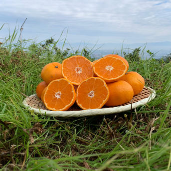 甘さとコクのバランスある 早生みかん10キロ | 果物/温州みかん 産直