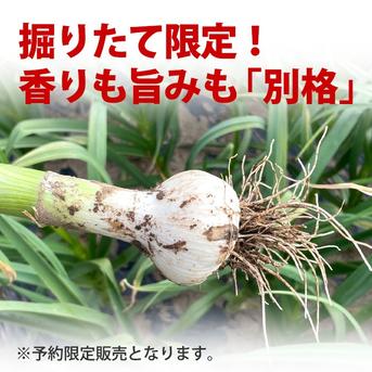 掘りたて！青森県産 生にんにく ＬМサイズ混ざり ５００g 土付き にんにく農園が育てたこだわりの品質 ５００g ※約５～７玉 野菜/にんにく通販