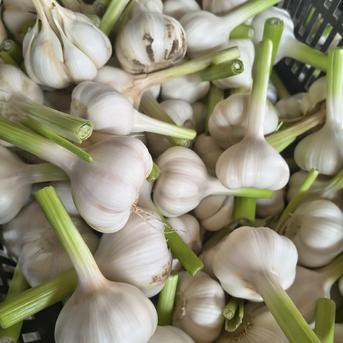 愛情たっぷり育てた生にんにく10個 パチャママ農園 ｜ 野菜/にんにく