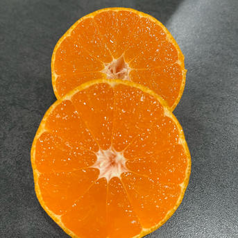 宮川早生みかん 10kg(箱込) | 果物/温州みかん 産直アウル 農家から