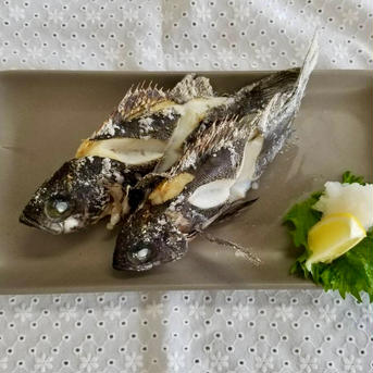 朝採れ！当日出荷！黒メバル　2kg 黒メバル　2キロ 魚介類/その他魚介通販