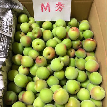 【小玉】【10kg】黄梅　南高梅 【10kg】【小玉】 果物/青梅通販