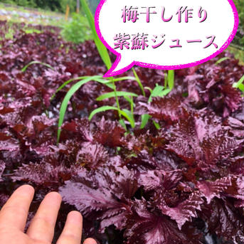 【数量限定】 3kg【農薬不使用の赤紫蘇！自然栽培のおいしい紫蘇！自然栽培  3kgほど 野菜/ハーブ通販