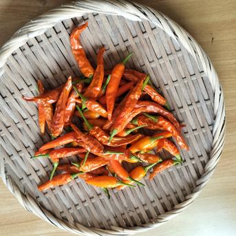 唐辛子様 希望価格ページ 希少カラー】オレンジ弥平唐辛子300g｜淡路島産｜生・フレッシュ