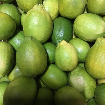大きなレモンりのか❗️10玉前後３kg 国産レモン🍋１０玉前後 果物/香酸柑橘(ライム・レモン等)通販