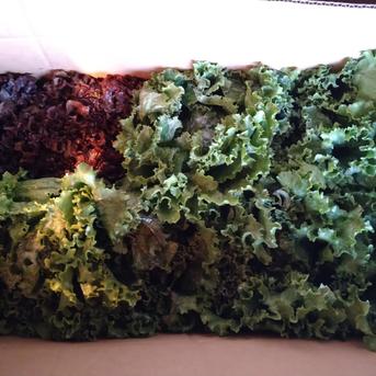 （専用）大小さまざま10kgレタス詰め合わせ 総量10kg 野菜/レタス通販