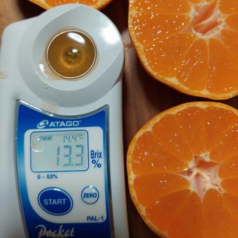有田みかん🍊木成り甘熟　高糖度　5kg（箱込） 5kg（箱込） 果物/温州みかん通販