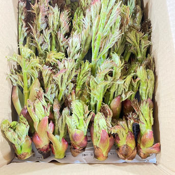たらの芽 1キロ 山形県月山産 ｜ 野菜/山菜 産直アウル 農家・漁師 