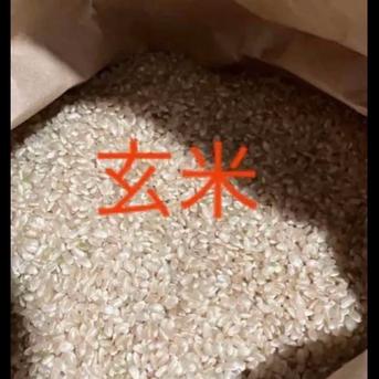 令和7年コシヒカリ 玄米 20kg 福井県産 福井県産コシヒカリ 令和7年度 玄米 20kg ｜ 米・穀物/玄米 産直アウル