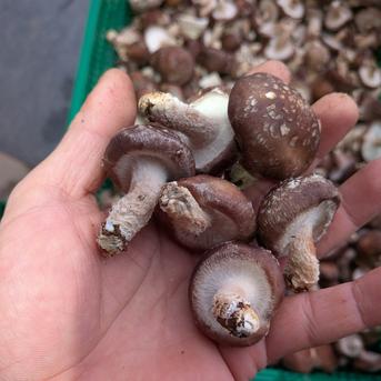 大盛り》冷蔵発送 お得 生椎茸80サイズに満タン4kg!!小〜中サイズ