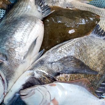 鏡の漁師の魚達!　お楽しみ鮮魚BOX 1.5キロ 魚介類/魚介セット・詰め合わせ通販