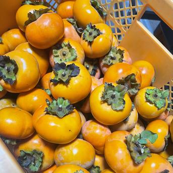 次郎柿　無農薬　甘柿　訳あり 訳あり】群馬県産 甘柿 次郎(じろう)柿 無農薬 3kg | 果物/柿 産直