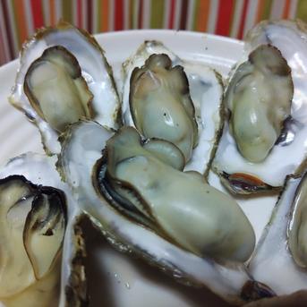 今シーズン食べ納め・からふさカキ ５キロ箱 魚介類/牡蠣通販