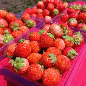 コロコロちびイチゴ！規格外特価、24パック！合計6キロ以上！夏秋