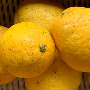 【選果落ち 訳あり品】熊本県産  河内晩柑 みかん  約2kg 箱込み【002】晩柑 サイズ 不揃い 柑橘類 柑橘 熊本 熊本産  蜜柑 食品 家庭用 訳あり 贈答用不可  約2kg 箱込み 果物/その他柑橘類通販
