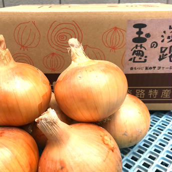 淡路島産　乾燥玉ねぎ　ターザン５ｋｇ ５ｋｇ 野菜/玉ねぎ通販