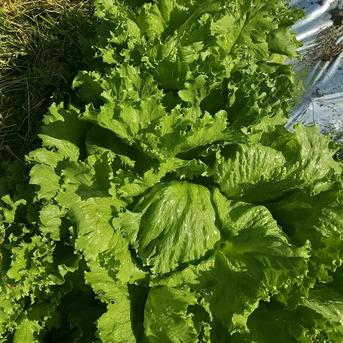 徳之島産シャキパリ玉レタス豊作限定商品4玉入りクール便 4玉約3kg 野菜/レタス通販