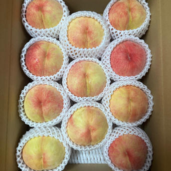 朝取り桃の、あかつき11玉〜12玉入箱 ｜ 果物/もも 産直アウル 農家 