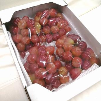 【訳あり】マイハート2kg箱 2kg 果物/ぶどう通販