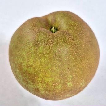 最終販売！甘太 3kg箱(3〜7個入り) | 果物/梨 産直アウル 農家から直接