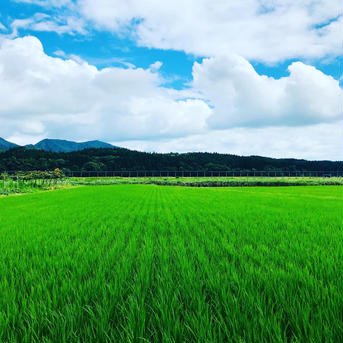 新米　極みノつや姫　10kg 山形県産　令和4年 １０kg 米・穀物/米/精米通販