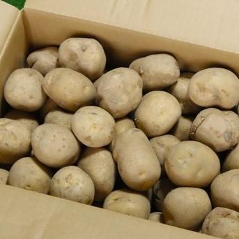 ＜自然栽培＞ 淡路島産 皮ごと安心「じゃがいも」 3kg【2022年SDGsエバンジェリスト認定取得】 3kg 野菜/じゃがいも通販