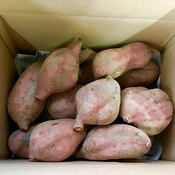 さつまいも種子島産安納芋 BIG特大サイズ約4.5kg | 野菜/さつまいも