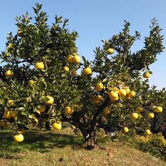 化学合成農薬栽培期間中不使用 土佐文旦 10kg A品（農園独自基準） 3L