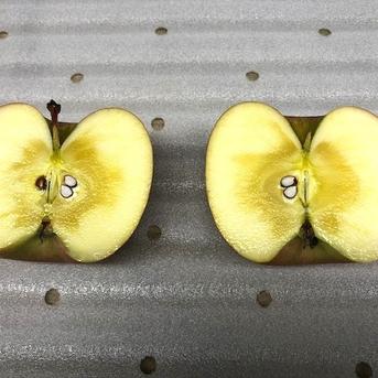 家庭用】高徳(こうとく) | 果物/りんご 産直アウル 農家から直接野菜