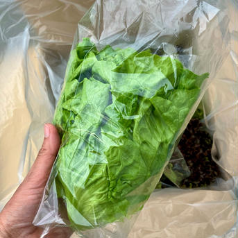 採りたて！湖国の彩りレタスセット 90センチの箱に9個前後(入るだけ) 野菜/レタス通販