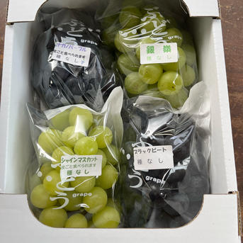 シャインマスカットが入ったおまかせぶどうを食べ比べセット ｜ 果物