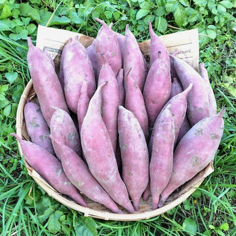 訳ありB品】熟成不要のさつま芋「あまはづき10kg」（虫害・割れ・キズ