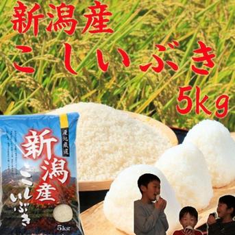 新潟県産　つきあかり＆こしいぶきセット  白米  10キロ　10kg  令和6年産　送料無料   プレゼント付き つきあかり5kg  こいしぶき5kg 米・穀物/米/精米通販