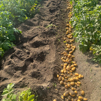 【インカのめざめ】2Sサイズ：10kg 10kg（箱の重さを含む） 野菜/じゃがいも通販